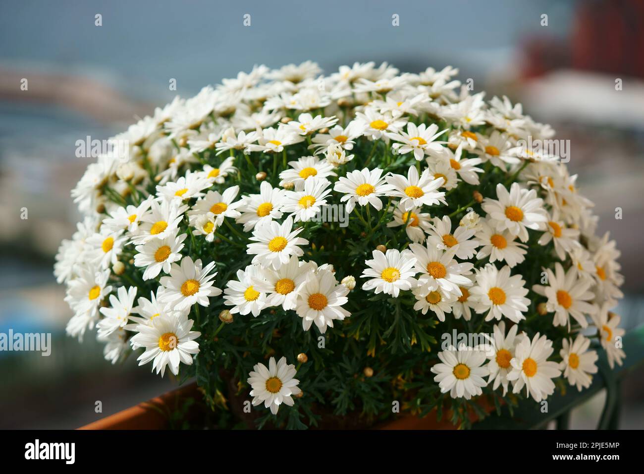 ARGYRANTHEMUM FRUTESCENS CHRYSANTHEMUM FRUSTESCENS - Marguerite Banque D'Images