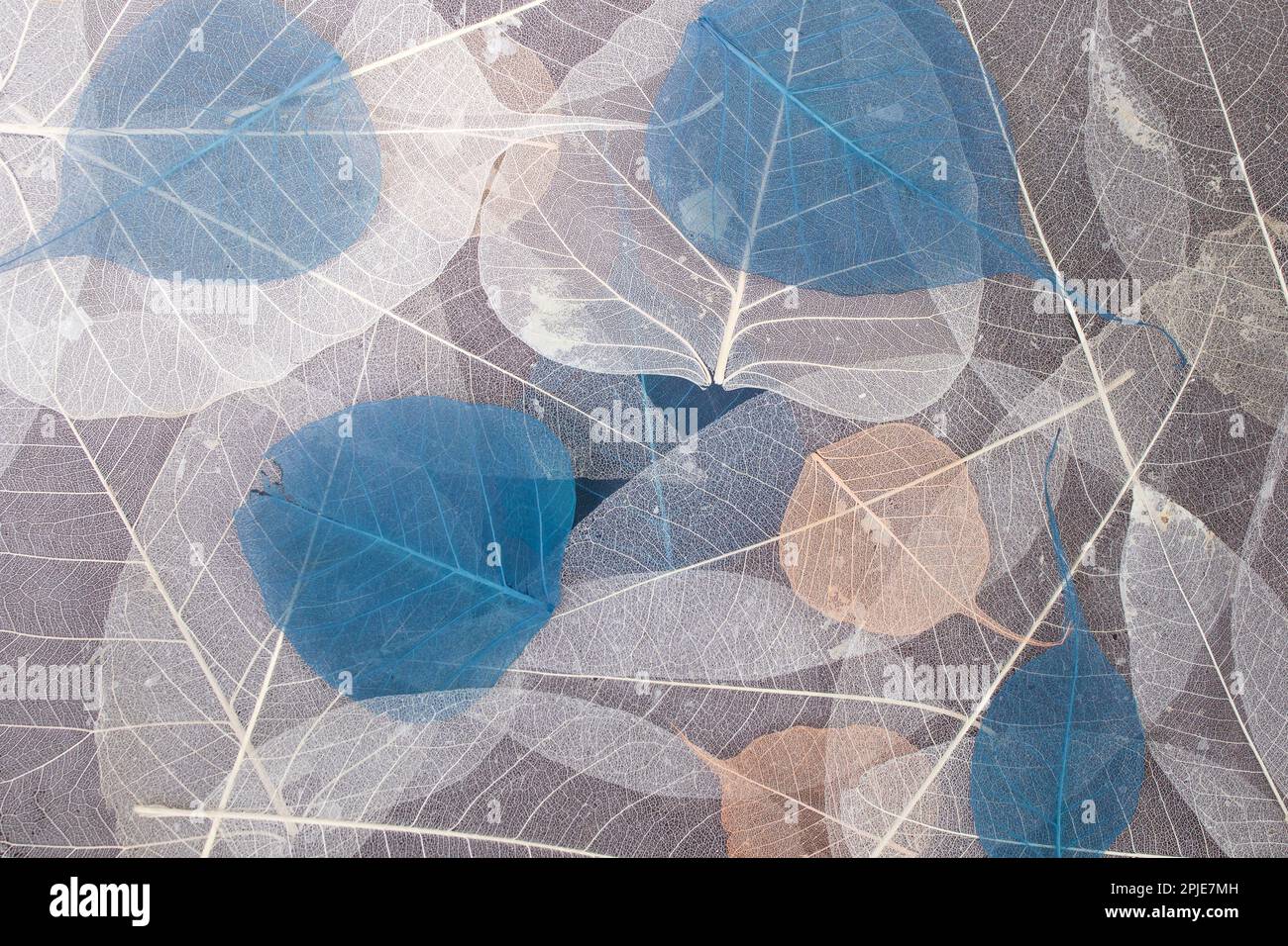 Toile de fond abstraite de saison avec feuilles de squelette bleu beige et blanc, plan d'agencement rapproché Banque D'Images Toile de fond abstraite de saison avec feuilles de squelette bleu beige et blanc, plan d'agencement rapproché Banque D'Images
