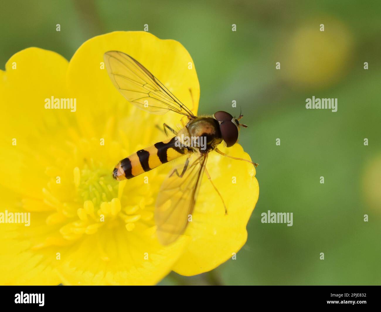 La petite mouche syrphe Meligramma cincta assise dans une fleur de coupe de beurre Banque D'Images