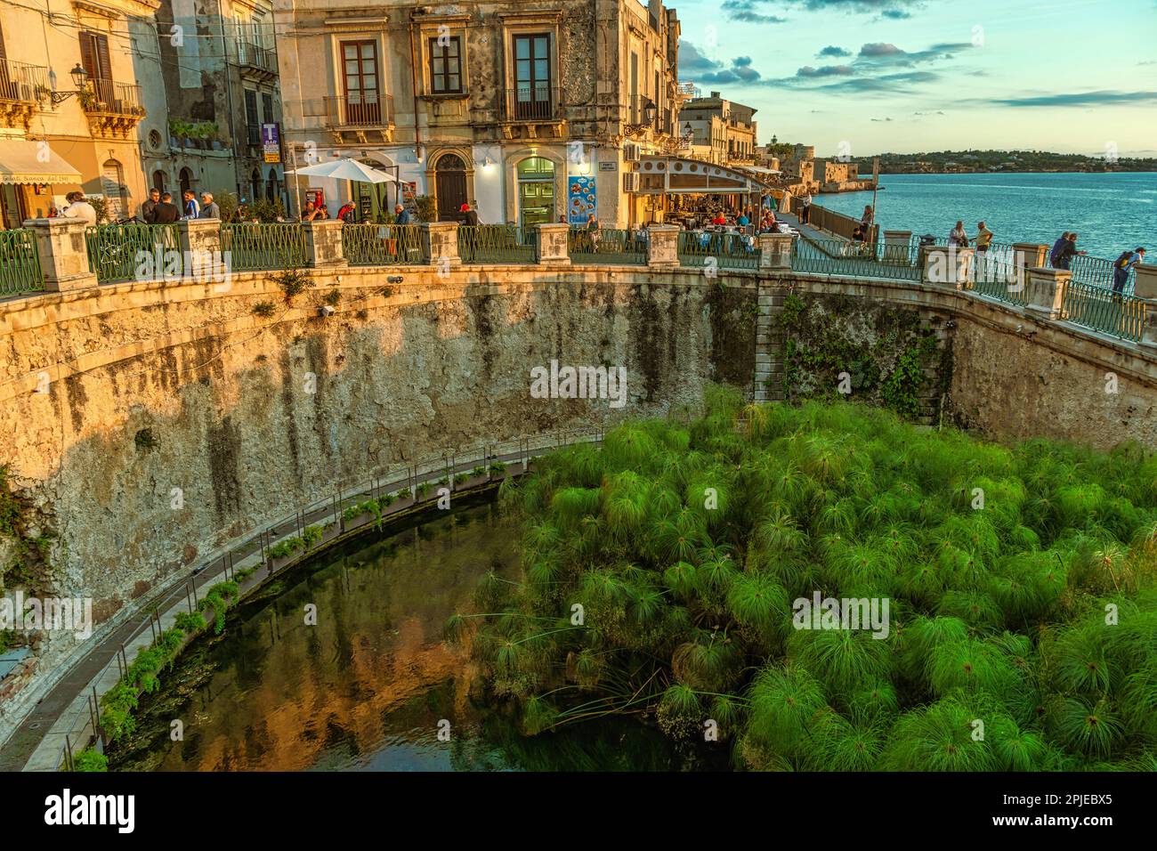 Le fonte Aretusa est un plan d'eau sur l'île d'Ortigia, dans la partie la plus ancienne de la ville sicilienne de Syracuse avec des plantes papyrus. Syracuse Banque D'Images
