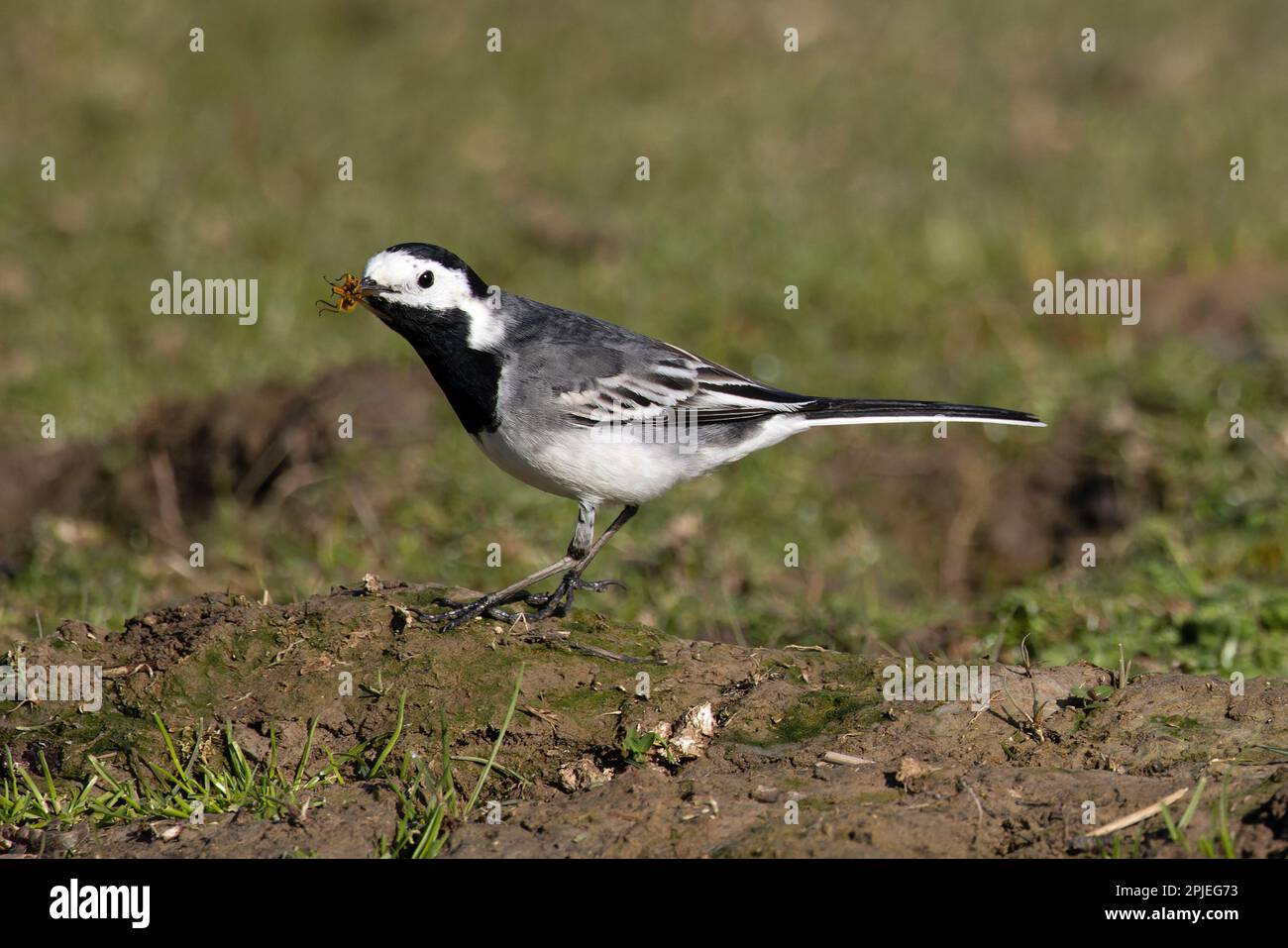 Pied Wagtail (Motacilla alba yarrellii) chasse Dung Fly CLEY Norfolk UK GB Mars 2023 Banque D'Images