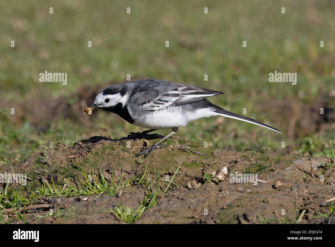 Pied Wagtail (Motacilla alba yarrellii) chasse Dung Fly CLEY Norfolk UK GB Mars 2023 Banque D'Images