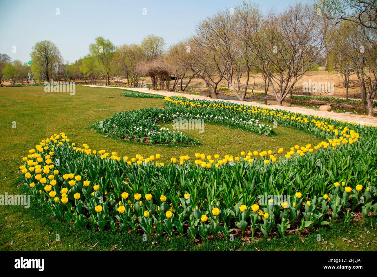 Le Suncheonman International Garden Expo 2023, 28 mars 2023 : Tulips à l'occasion du Suncheonman International Garden Expo 2023 à Suncheon, à environ 420 km (261 miles) au sud de Séoul, en Corée du Sud. L'exposition sur le jardin aura lieu au jardin national de Suncheon Bay et dans d'autres lieux de la ville. Il se déroulera d'avril à octobre pour présenter divers types de cultures de jardin. Credit: Lee Jae-won/AFLO/Alay Live News Banque D'Images