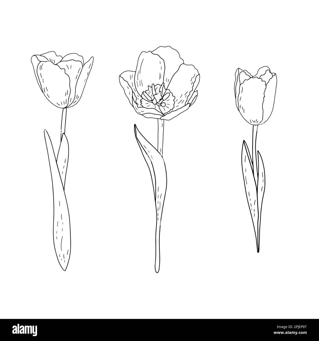 Ensemble vectoriel de tulipes de contour dessinées à la main avec ombrage Illustration de Vecteur
