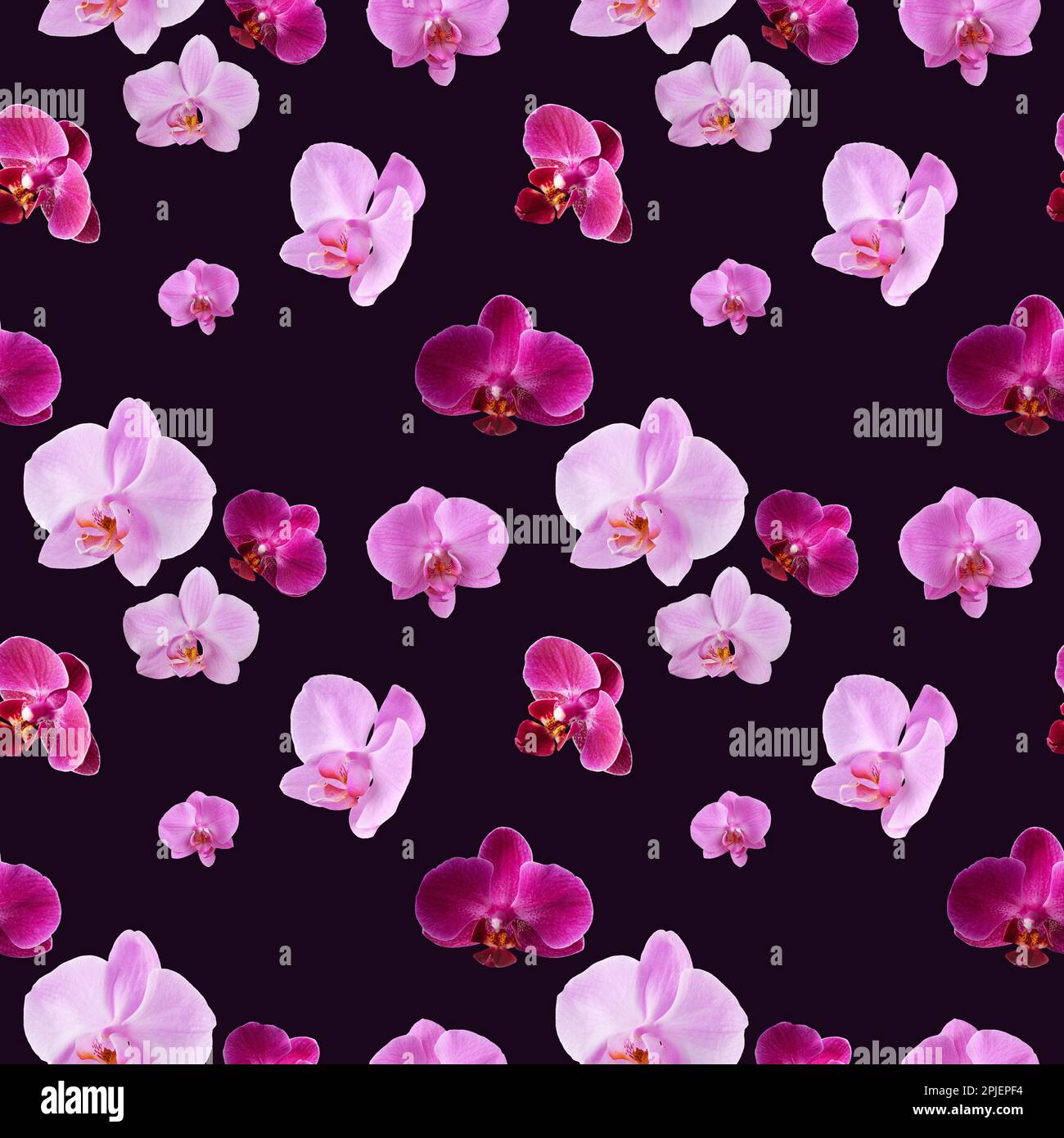 Magnifique motif sans couture de fleurs d'orchidées. Motif orchidées pour un motif sur fond violet foncé. Banque D'Images