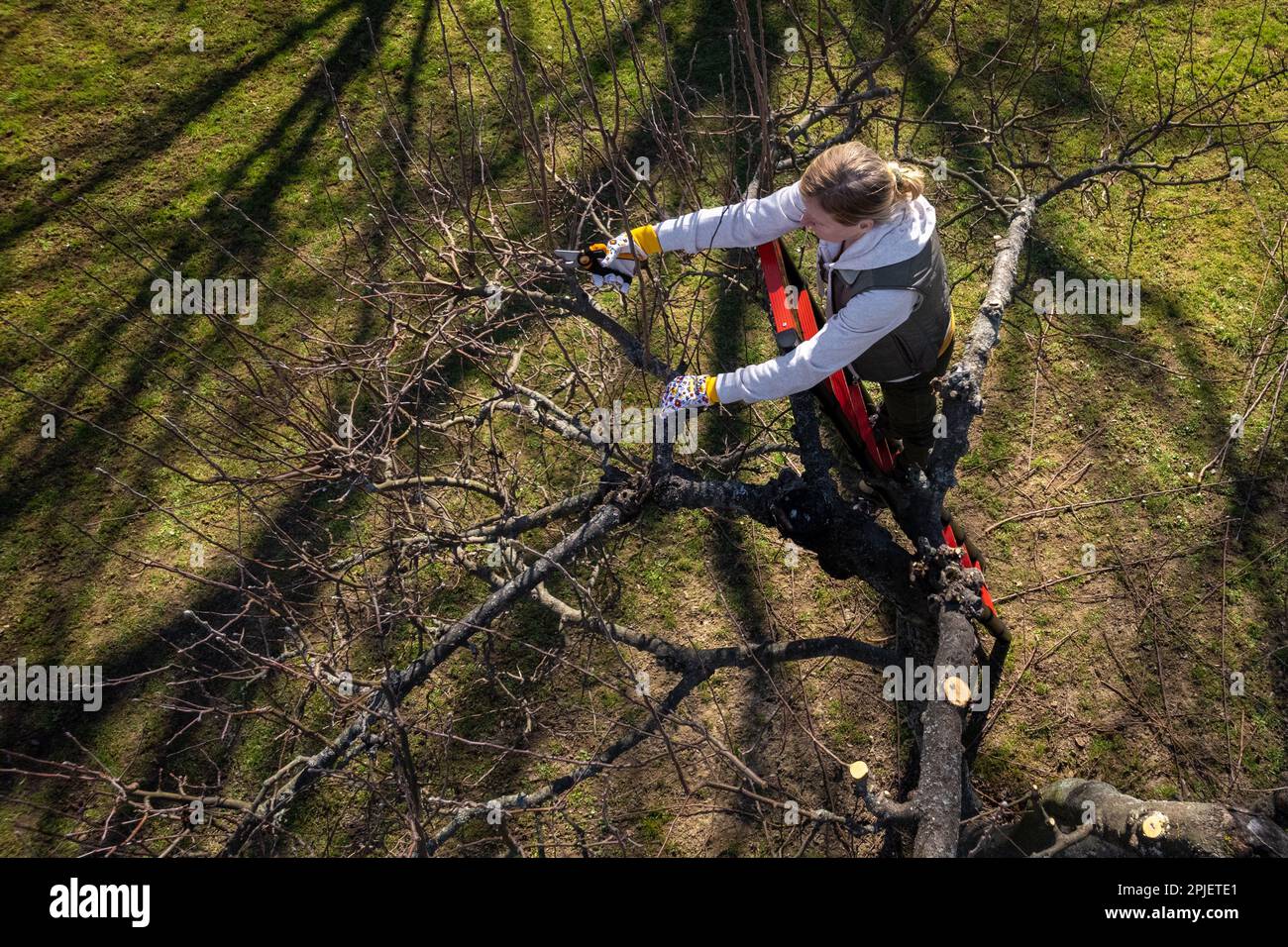 Vue aérienne d'une femme qui élague des arbres fruitiers dans son jardin depuis une échelle. Travaux de jardinage au printemps. Banque D'Images Vue aérienne d'une femme qui élague des arbres fruitiers dans son jardin depuis une échelle. Travaux de jardinage au printemps. Banque D'Images