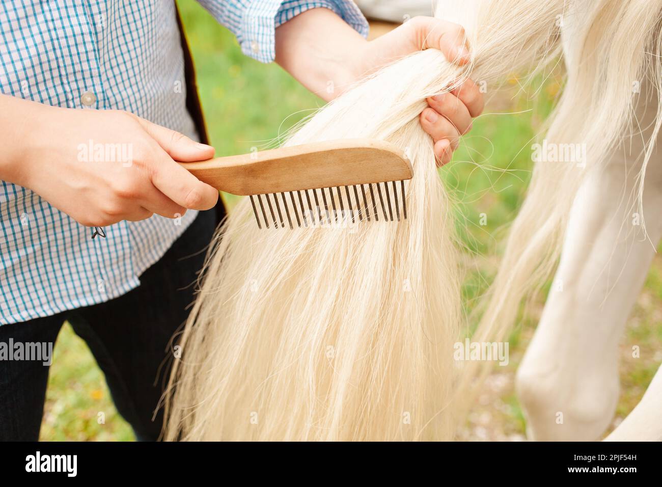 Une jeune belle femme peigne les cheveux du cheval. Une queue de cheval et  un peigne de manie. L'amour, le soin de l'animal, l'amitié, la propreté.  Nature à l'extérieur de la porte,