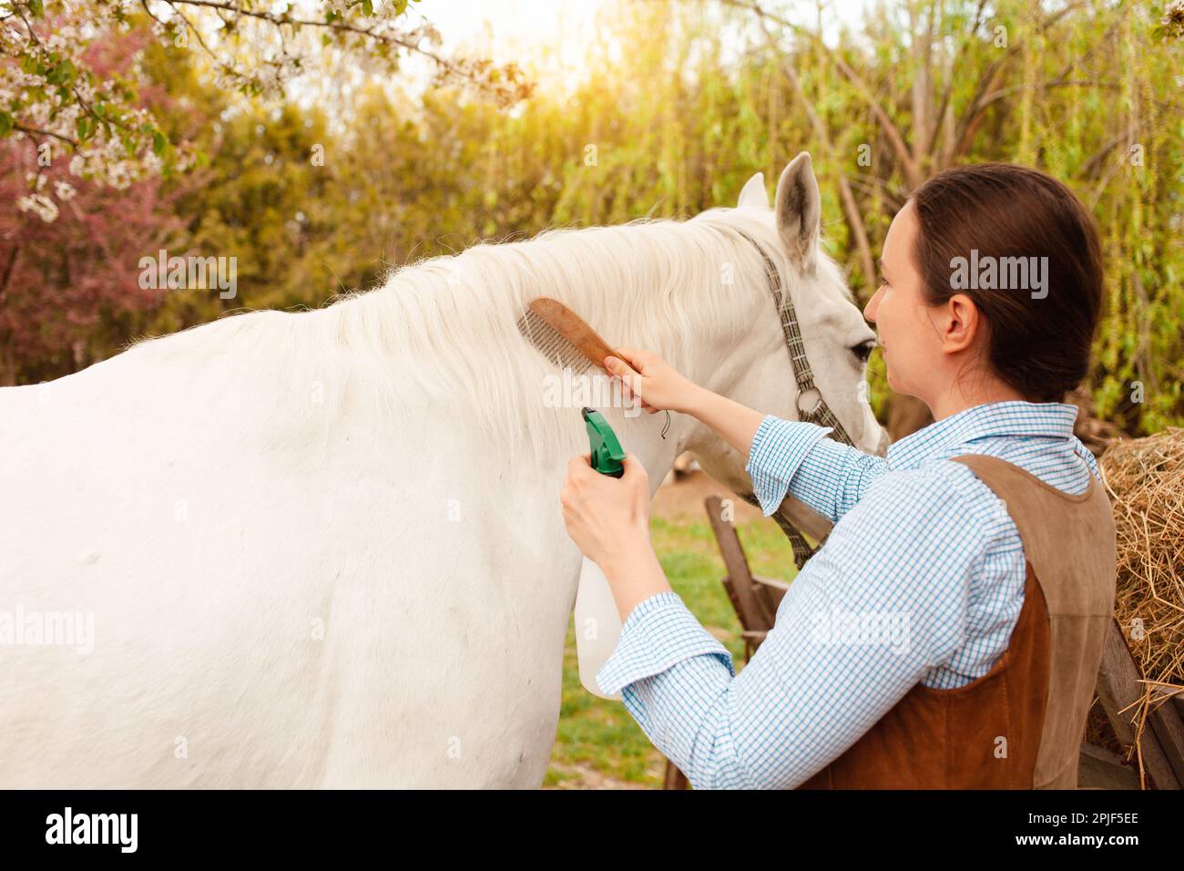 Une jeune belle femme peigne la manie et la queue d'un cheval avec un peigne  en bois. Spray pour le soin des cheveux. brossage facile, soin des animaux  de compagnie, vue arrière