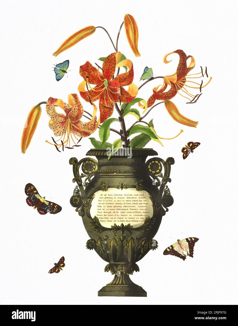 Lilium tigrinum. Plaque du livre "Une sélection de plantes hexandriennes appartenant aux ordres naturels Amaryllidae et Liliacae" des dessins de Mme Banque D'Images