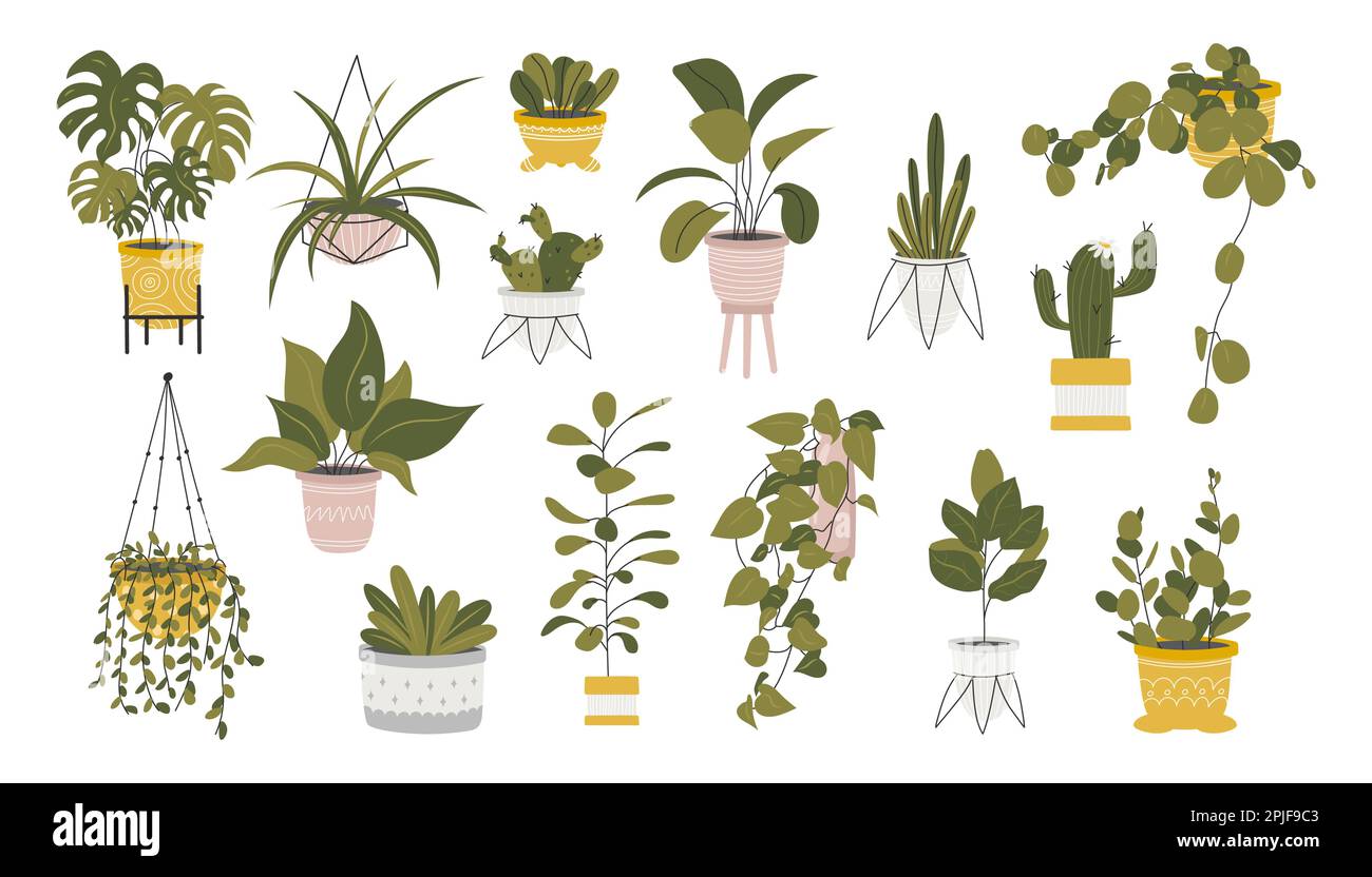 Collection de plantes de maison décoratives Illustration de Vecteur