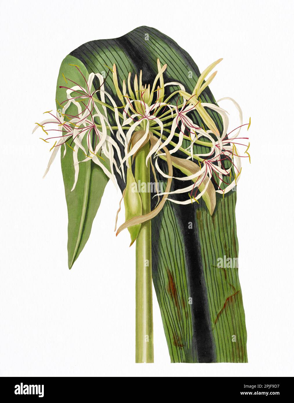 Crinum Declinatum. Plaque du livre "Une sélection de plantes hexandriennes appartenant aux ordres naturels Amaryllidae et Liliacae" des dessins de M. Banque D'Images