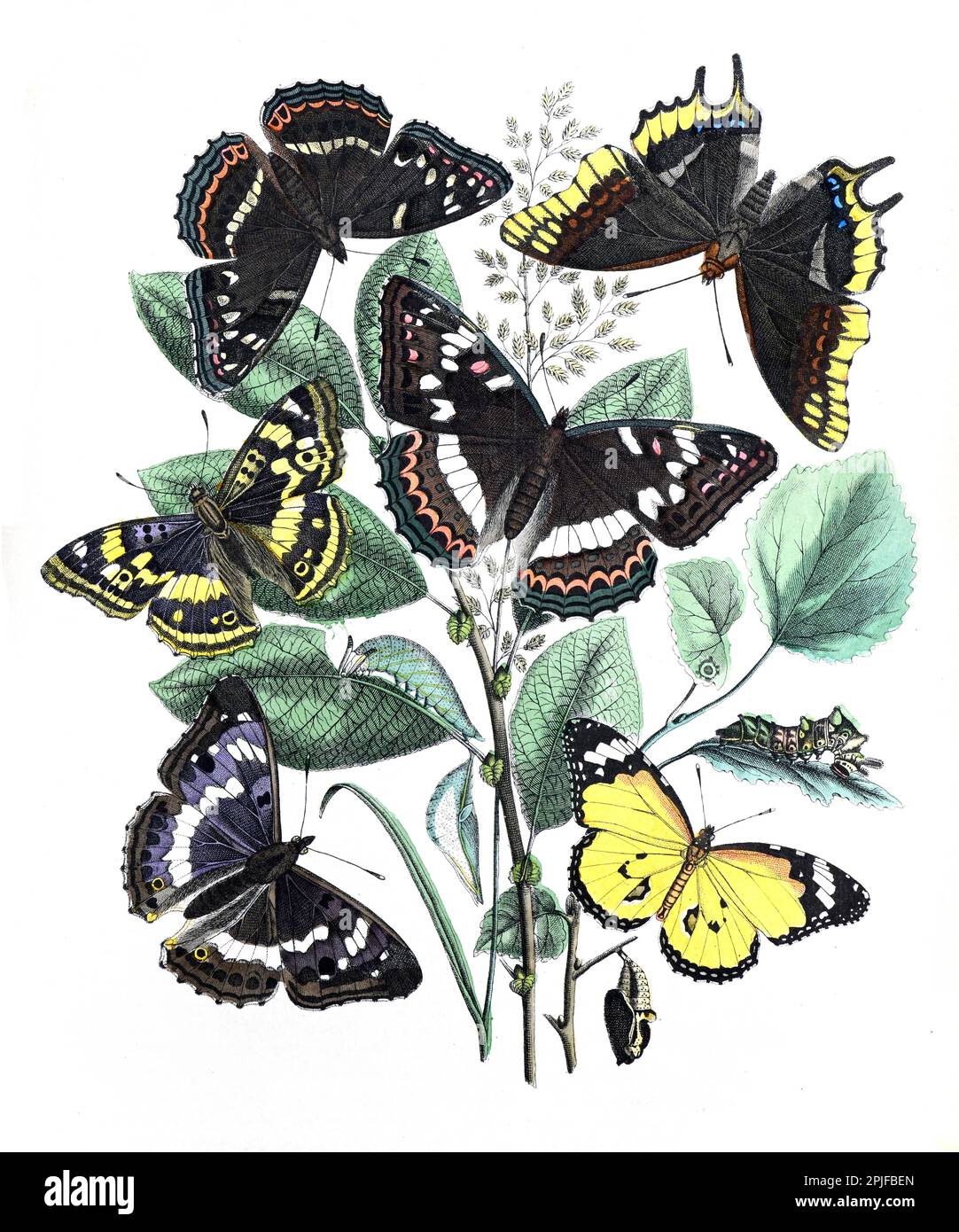 Illustration de Lepidoptera. affiche papillon. motif papillons en tissu vintage. papillons à motif vintage. Papillons botaniques. Babeurre d'époque Banque D'Images
