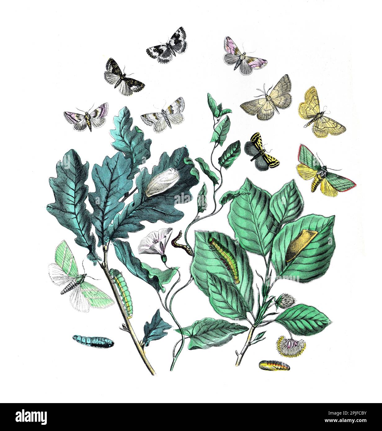 Illustration de Lepidoptera. affiche papillon. motif papillons en tissu vintage. papillons à motif vintage. Papillons botaniques. Babeurre d'époque Banque D'Images