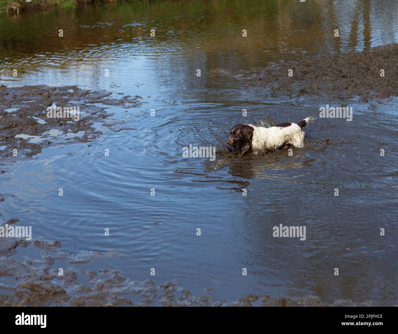 Chien de chasse à la recherche d'une carrière dans un bassin boueux Banque D'Images