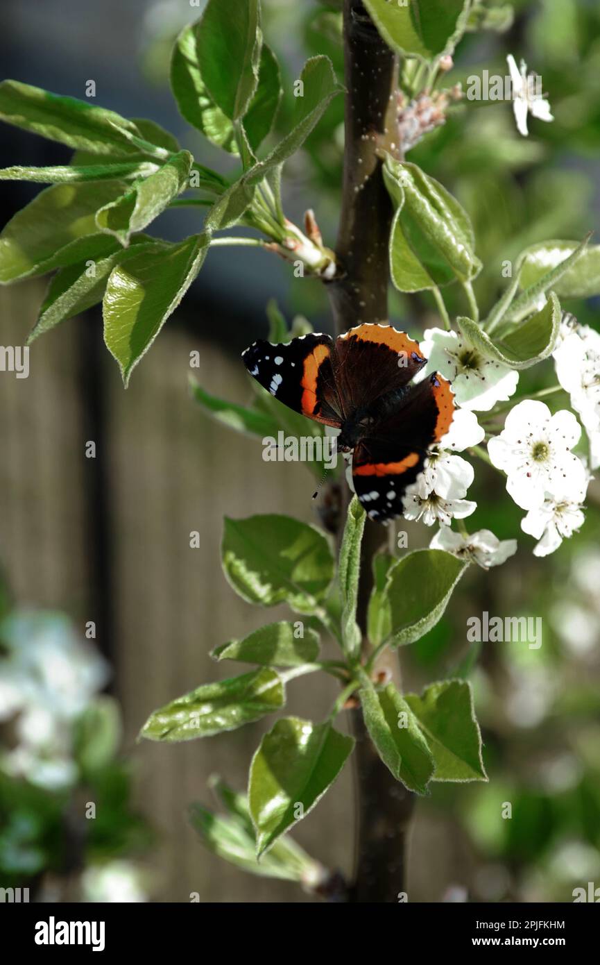 Ce magnifique papillon amiral réside dans la fleur blanche ornementale de poire. Banque D'Images
