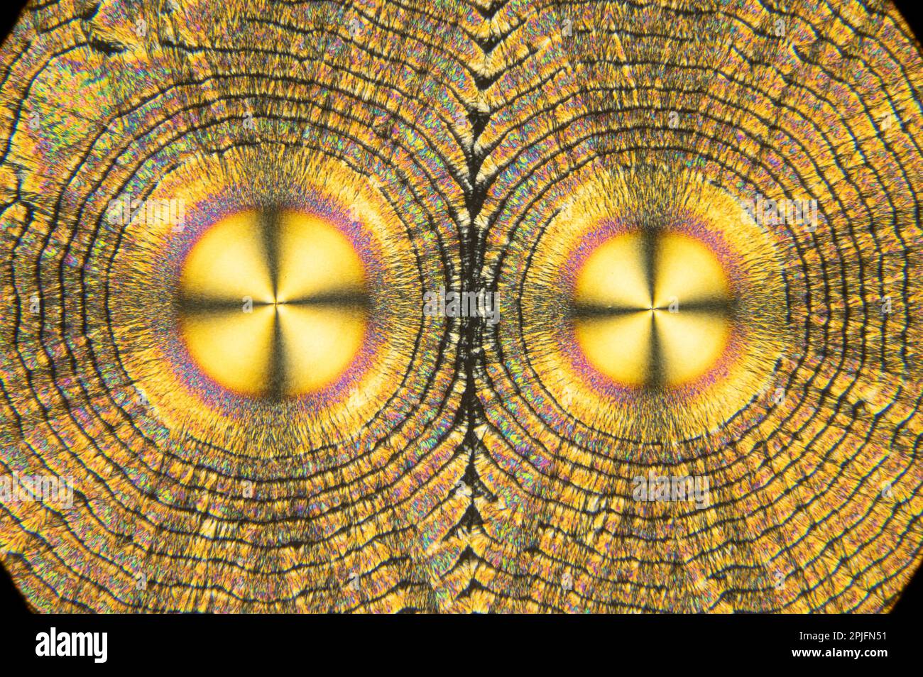 Cristaux de vitamine C, microscopie à lumière polarisée Banque D'Images