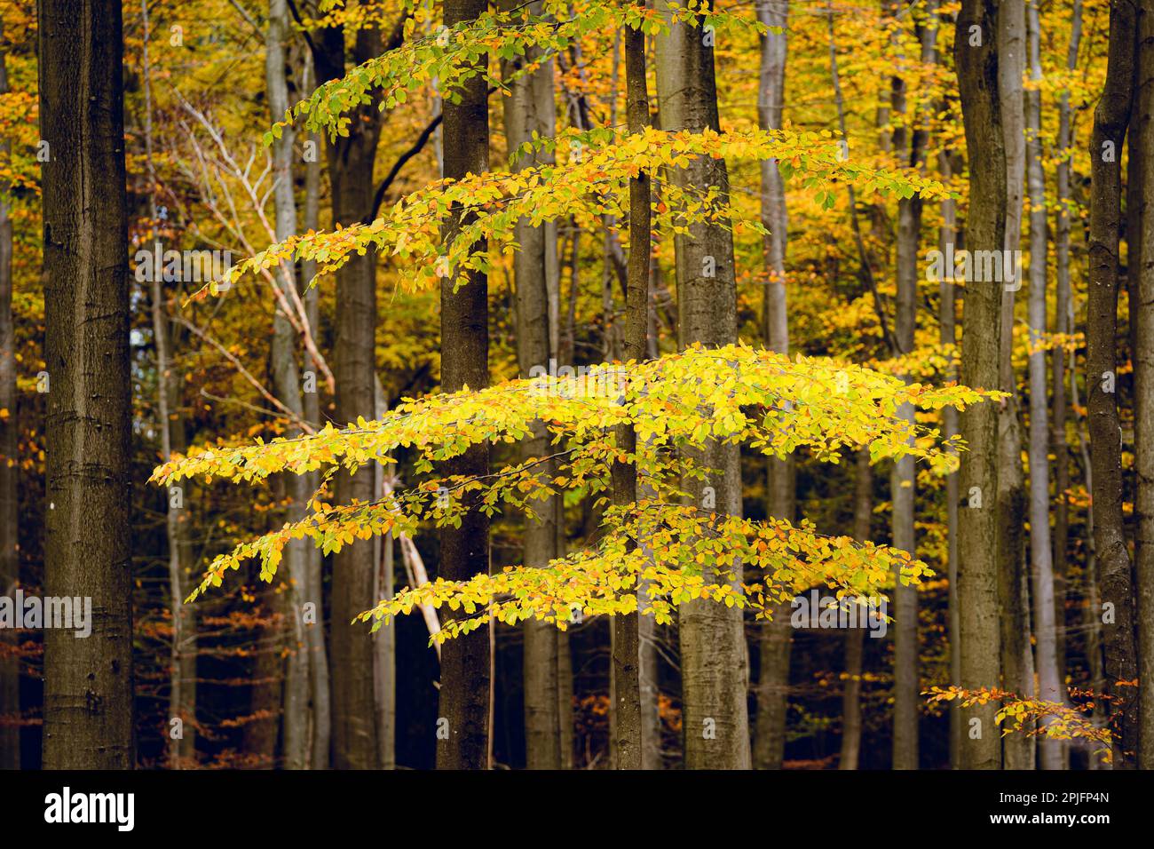 Forêt dorée de hêtre, feuilles colorées. Paysage d'automne fée. troncs d'arbre. Nature, saisons, écologie, environnement. Banque D'Images