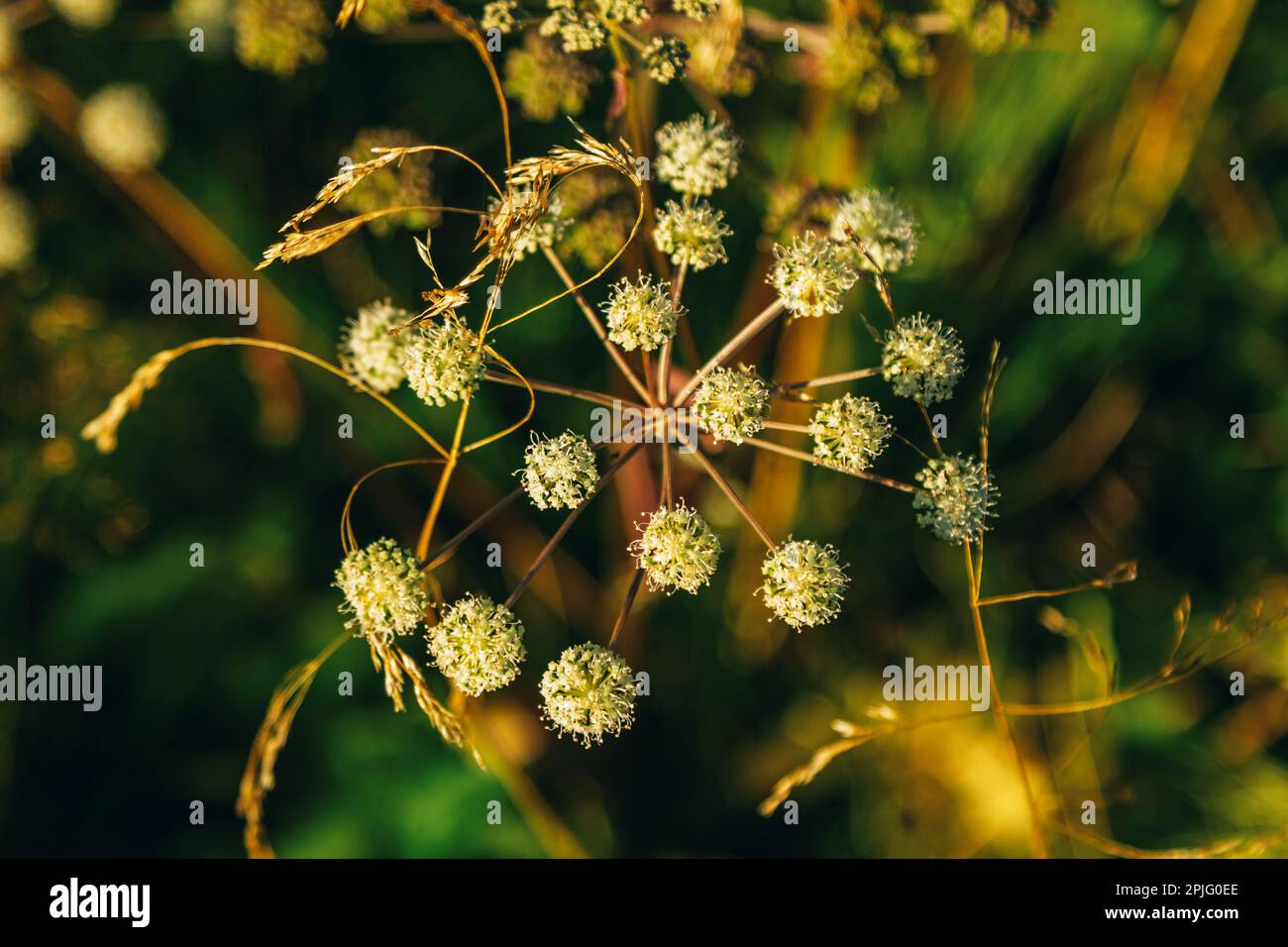 Gros plan cicuta virosa en fleurs, le cowbane ou la pruche de l'eau du Nord – plante sauvage toxique, en croissance dans la forêt. Fleurs blanches en plein soleil. Banque D'Images