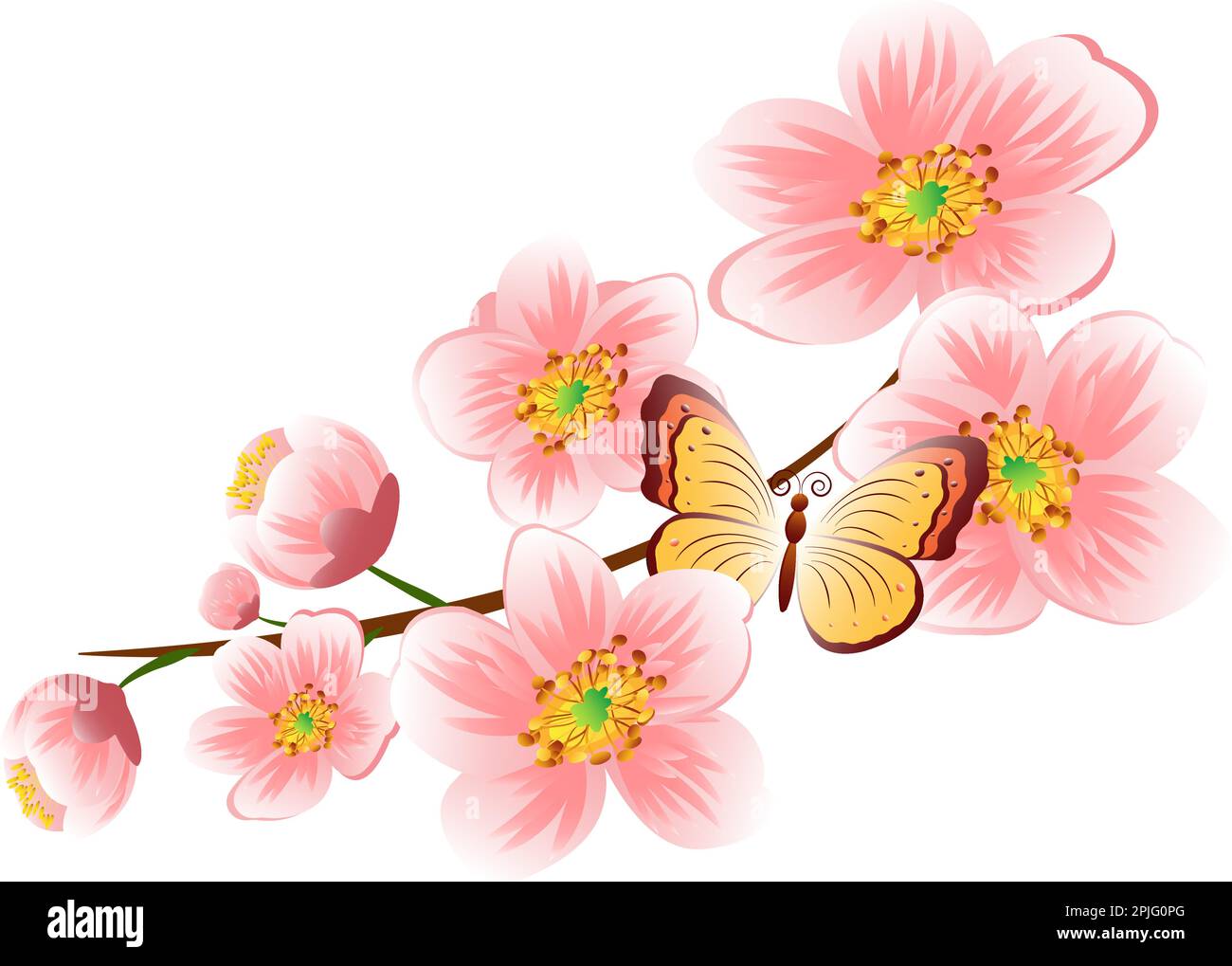 Branche avec fleurs de printemps. Branche d'arbre fruitier réaliste . Clip art détaillé dessiné à la main isolé sur fond blanc pour votre conception, cartes postales Illustration de Vecteur