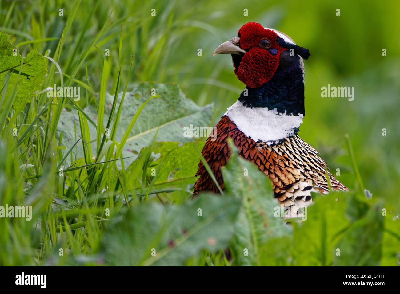 Mâle faisan (Phasianus colchicus) fourrageant Banque D'Images