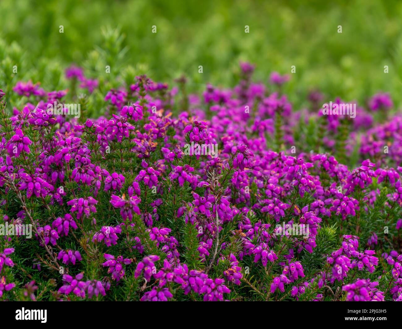 Une inflorescence de belles petites fleurs roses, un gros plan. Banque D'Images