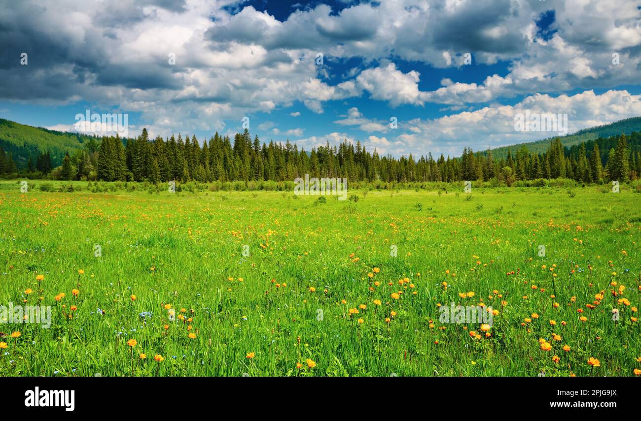 Paysage avec champ vert et ciel nuageux Banque D'Images