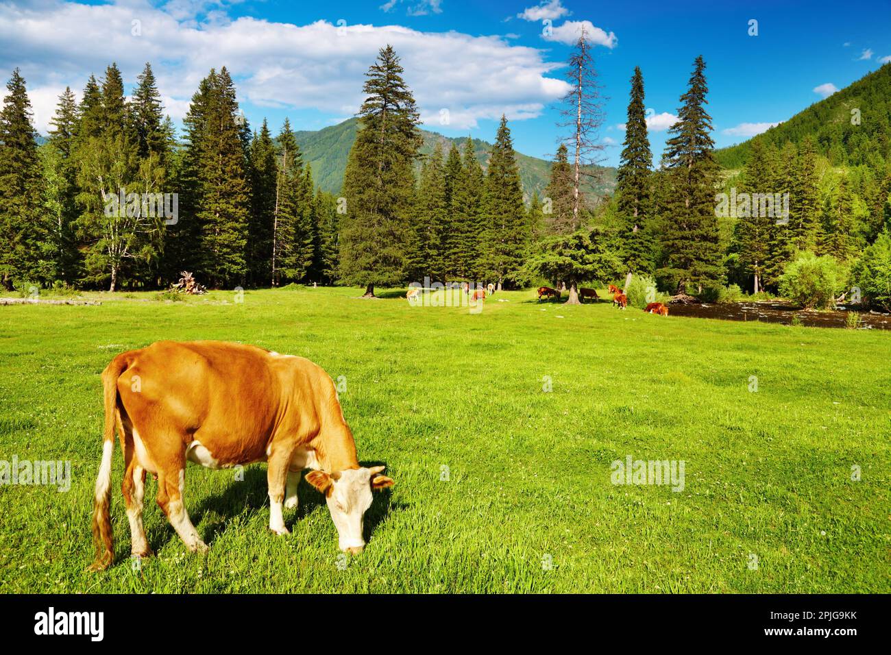 Paysage rural avec vache de pâturage et ciel bleu Banque D'Images
