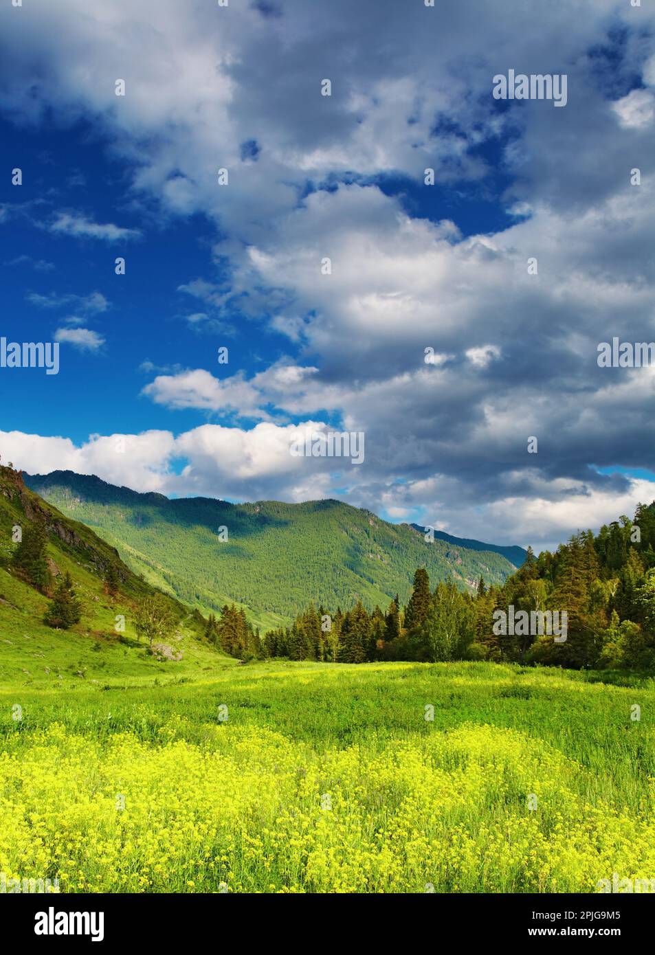 Paysage de montagne avec glades en fleurs et ciel nuageux Banque D'Images