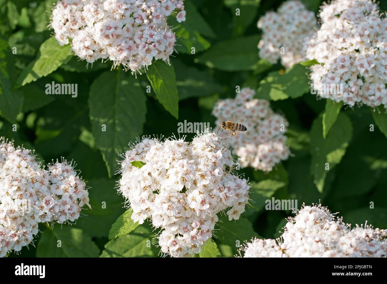 Spiraea cantoniensis, masses de fleurs blanches en inflorescence, gros plan. Bridalheadath spirea ou Cape May est de couvrir l'arbuste et la plante à fleurs, avec p Banque D'Images