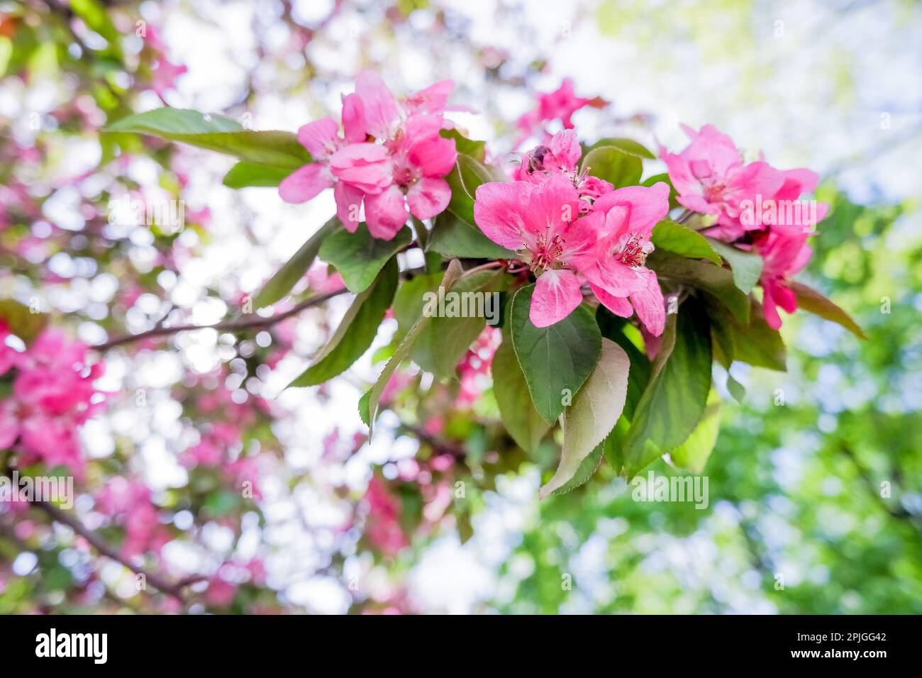 Branches de pommier rose en fleur, grands bourgeons tendres comme symbole  du printemps, beauté dans la nature, fond naturel des fleurs. fleurs rose  vif Photo Stock - Alamy