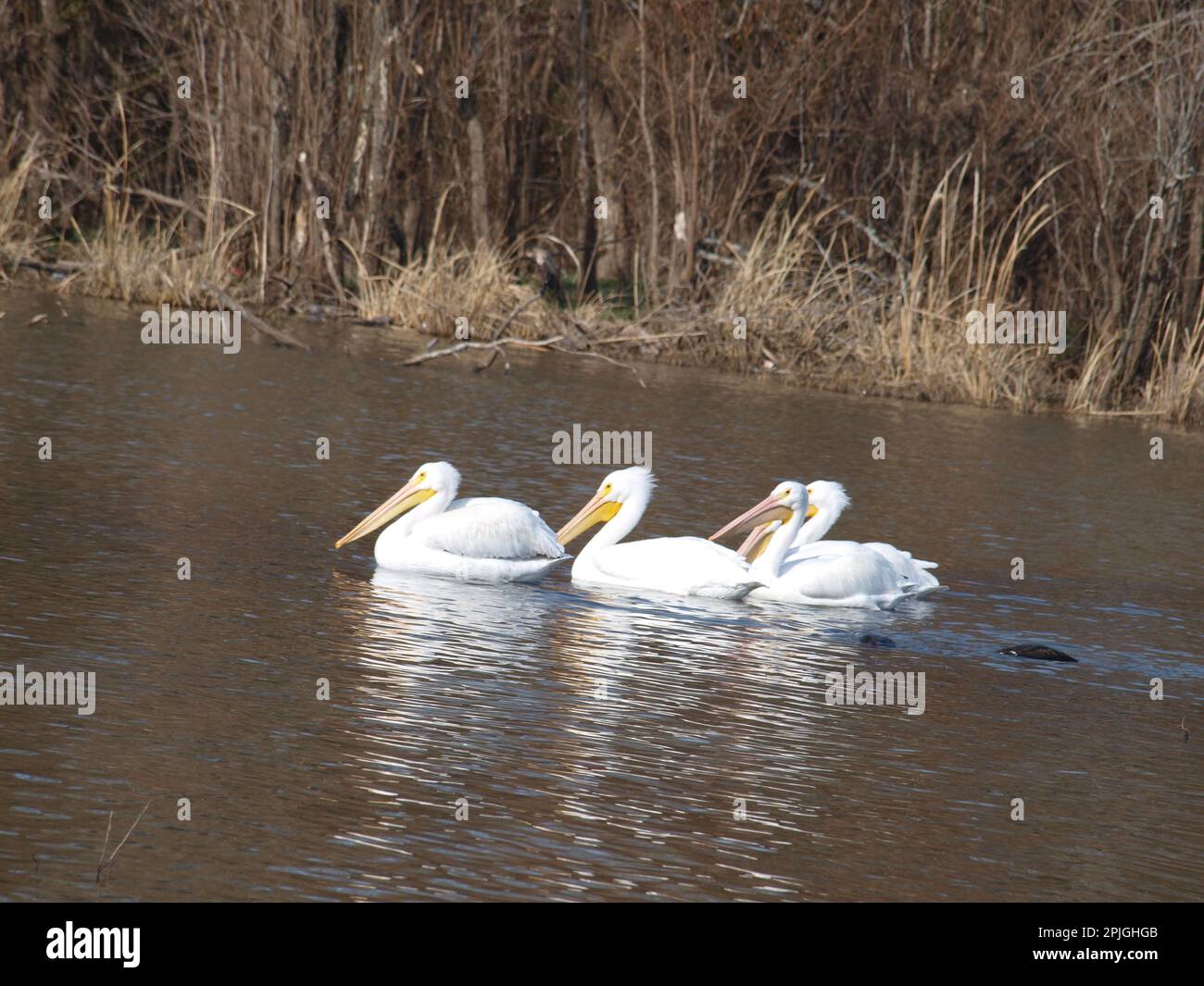 Style de vie à Dallas Metroplex Banque D'Images