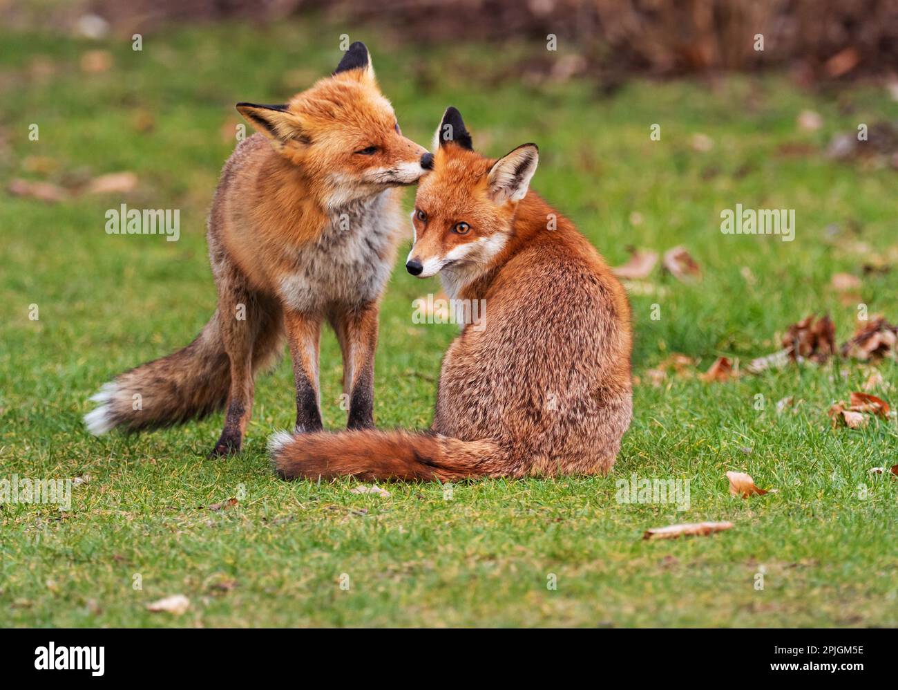 Berlin, Allemagne. 01st mars 2023. 01.03.2023, Berlin. Un renard mâle (Vulpes vulpes) et une femelle (à droite) échangent des spécialités sur un pré dans le jardin botanique. La capitale allemande abrite de nombreux renards, qui y trouvent une grande variété de nourriture. Ils sont souvent aussi actifs pendant la journée qu'ils le sont la nuit, et leur comportement et leurs habitudes sont maintenant très différents de leurs parents à la campagne. Crédit: Wolfram Steinberg/dpa crédit: Wolfram Steinberg/dpa/Alay Live News Banque D'Images