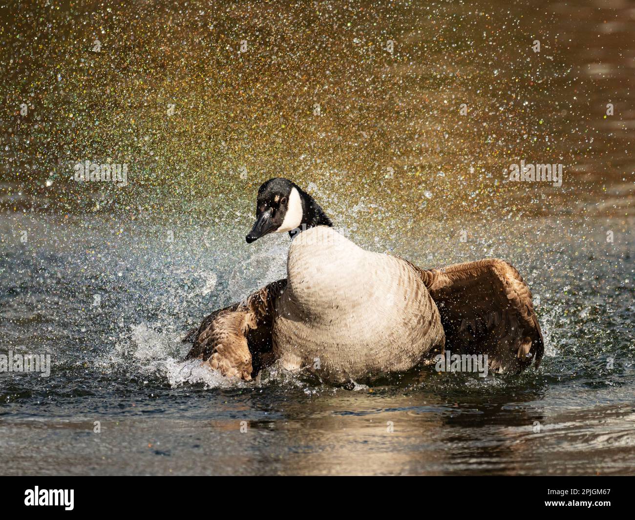 Berlin, Allemagne. 25th mars 2023. 25.03.2023, Berlin. Une oie du Canada (Branta canadensis) se tord et se retourne en se baignant dans un étang du Tiergarten, avec des gouttelettes d'eau qui volent autour d'elle, colorées réfractées par la lumière du soleil. Crédit: Wolfram Steinberg/dpa crédit: Wolfram Steinberg/dpa/Alay Live News Banque D'Images