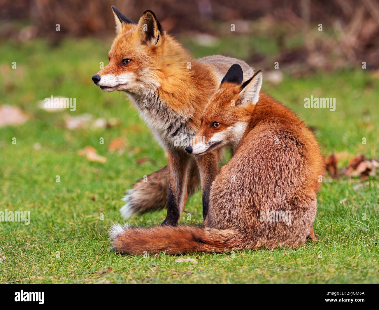 Berlin, Allemagne. 01st mars 2023. 01.03.2023, Berlin. Un renard mâle (Vulpes vulpes) et une femelle (r) s'assoient et se tiennent près l'un de l'autre sur un pré dans le jardin botanique. Beaucoup de renards vivent dans la capitale allemande et y trouvent une grande variété de nourriture. Ils sont souvent aussi actifs pendant la journée qu'ils le sont la nuit, et leur comportement et leurs habitudes sont maintenant très différents de leurs parents à la campagne. Crédit: Wolfram Steinberg/dpa crédit: Wolfram Steinberg/dpa/Alay Live News Banque D'Images