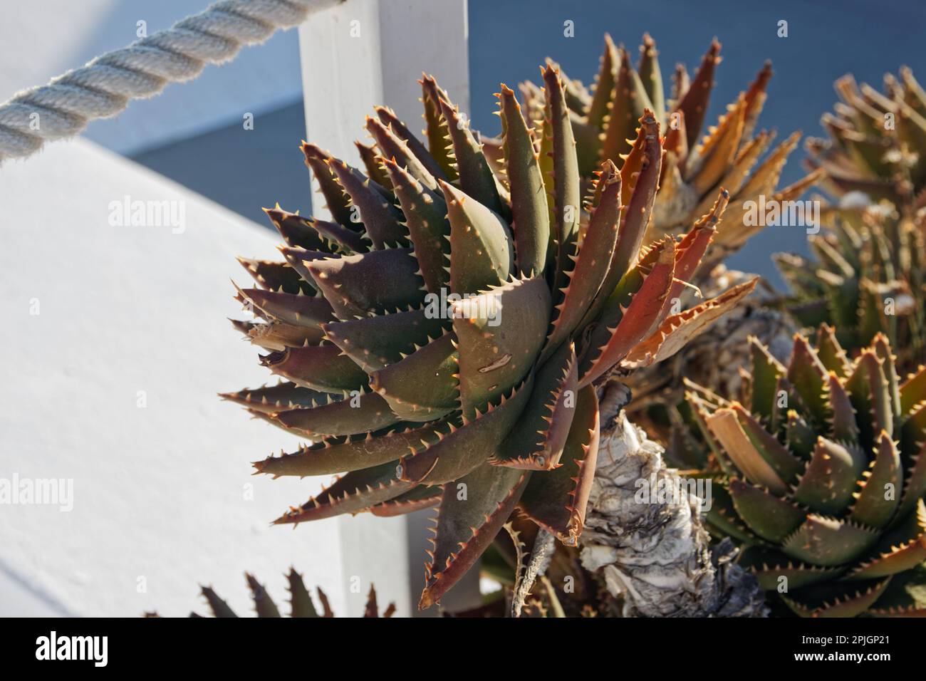 Gros plan d'une usine d'aloès à Oia, Santorini, Grèce Banque D'Images