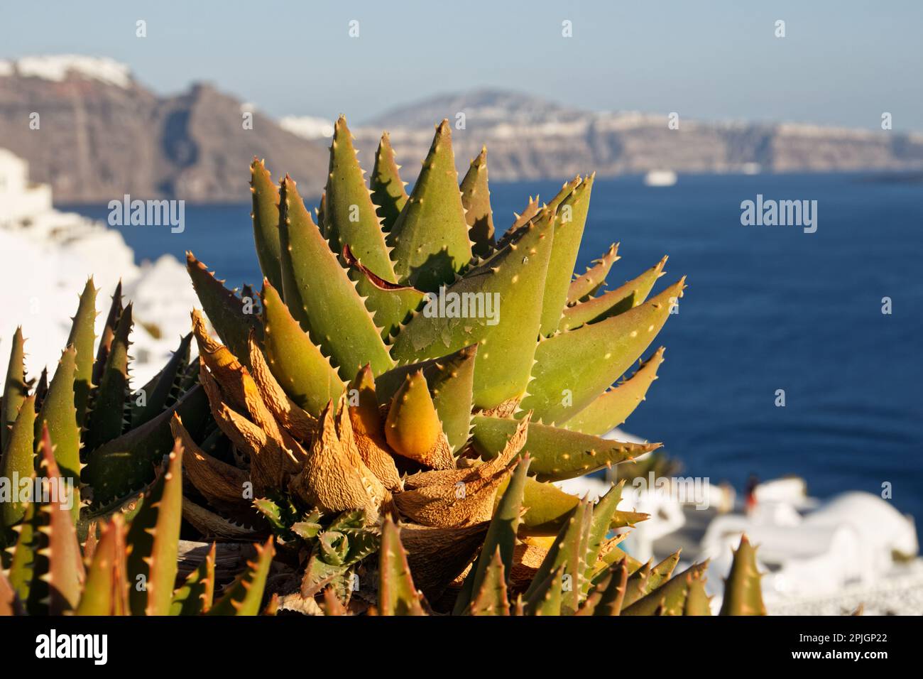 Gros plan d'une usine d'aloès à Oia, Santorini, Grèce Banque D'Images