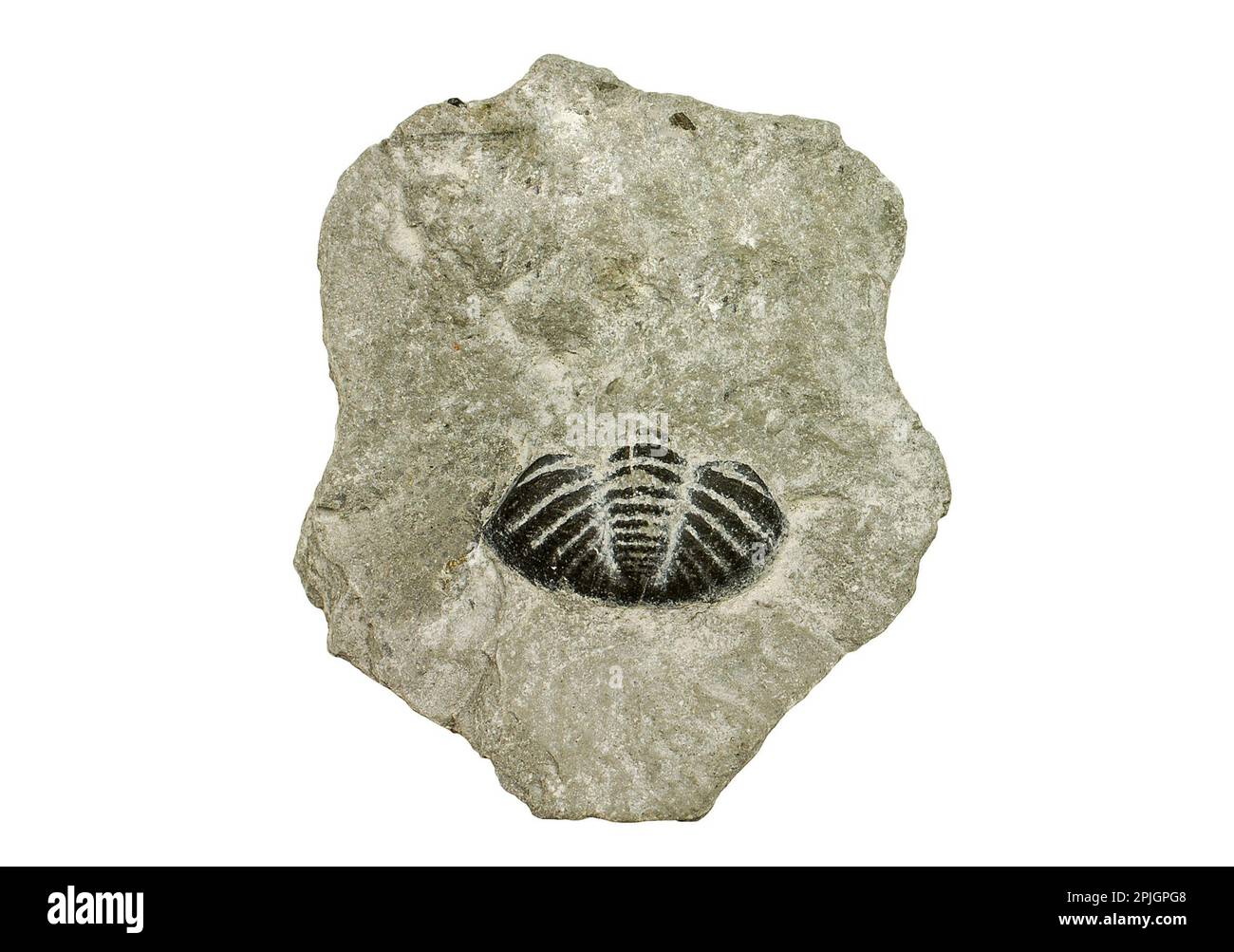 très rare trilobite: acanthopyge sp - Eifelien - Jbel Issoumour - Maroc
