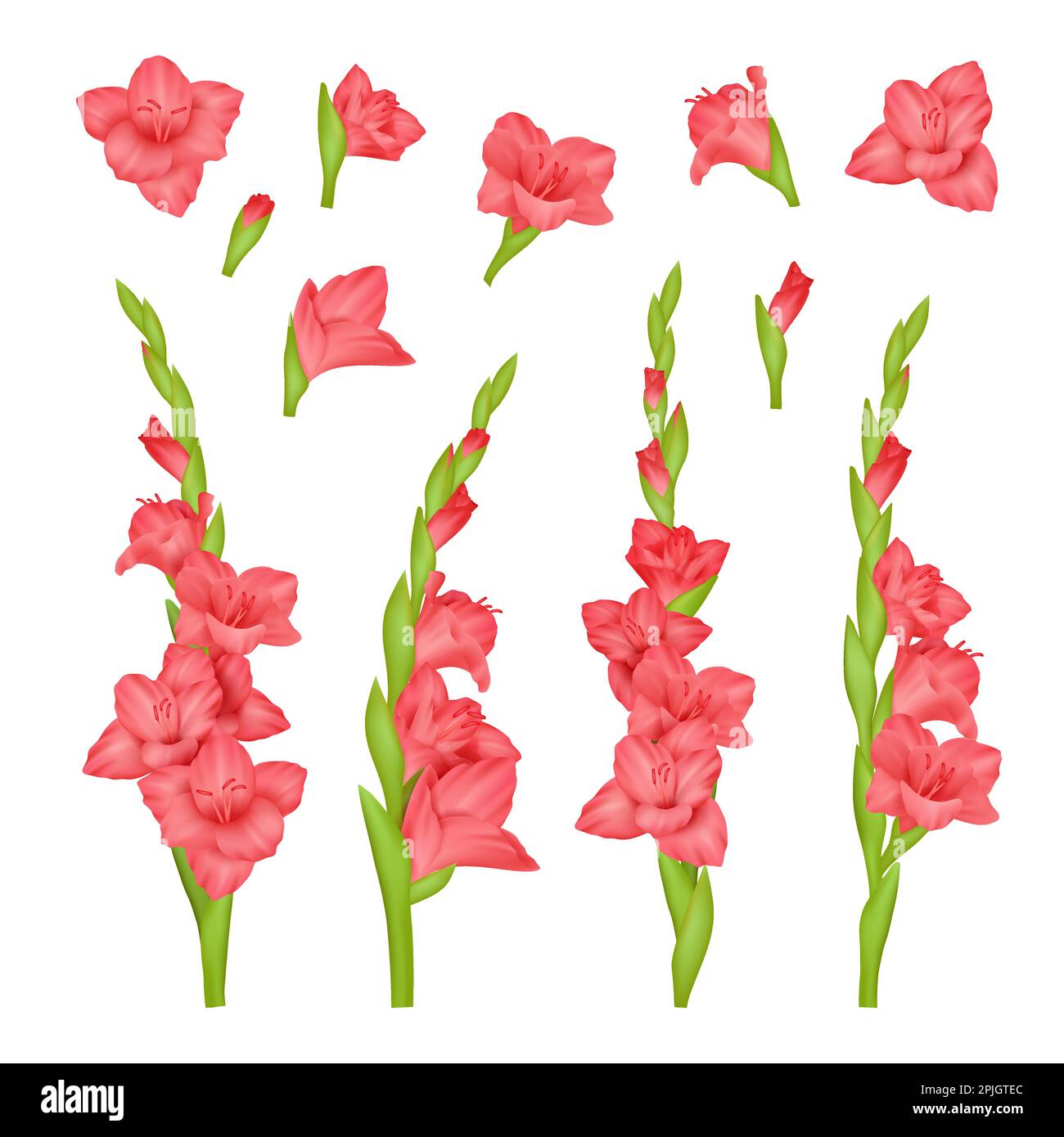 Gladiolus réaliste. Bourgeons colorés de belles fleurs décent vecteur images ensemble isolé Illustration de Vecteur