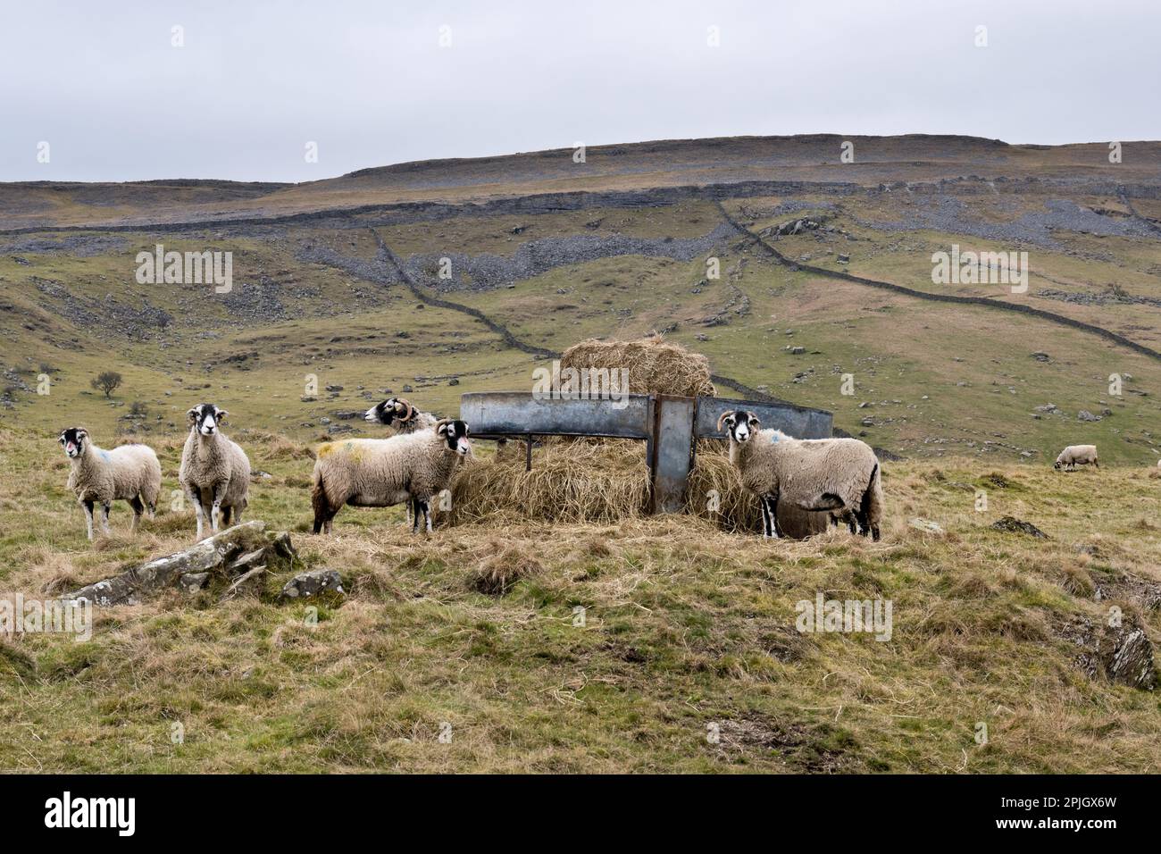 Moutons Swaledale se nourrissant de foin d'hiver, Crummackdale, près d'Austwick, parc national de Yorkshire Dales, Royaume-Uni Banque D'Images