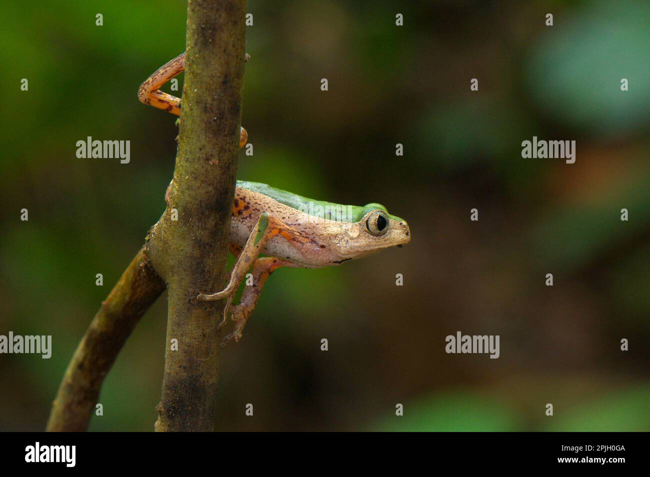 Grenouille d'arbre, grenouille d'arbre, grenouille d'arbre, amphibiens, autres animaux, Grenouilles, animaux, grenouille feuille Jaguar (Phyllomedusa palliata) adulte, sur le point de sauter de Los Banque D'Images