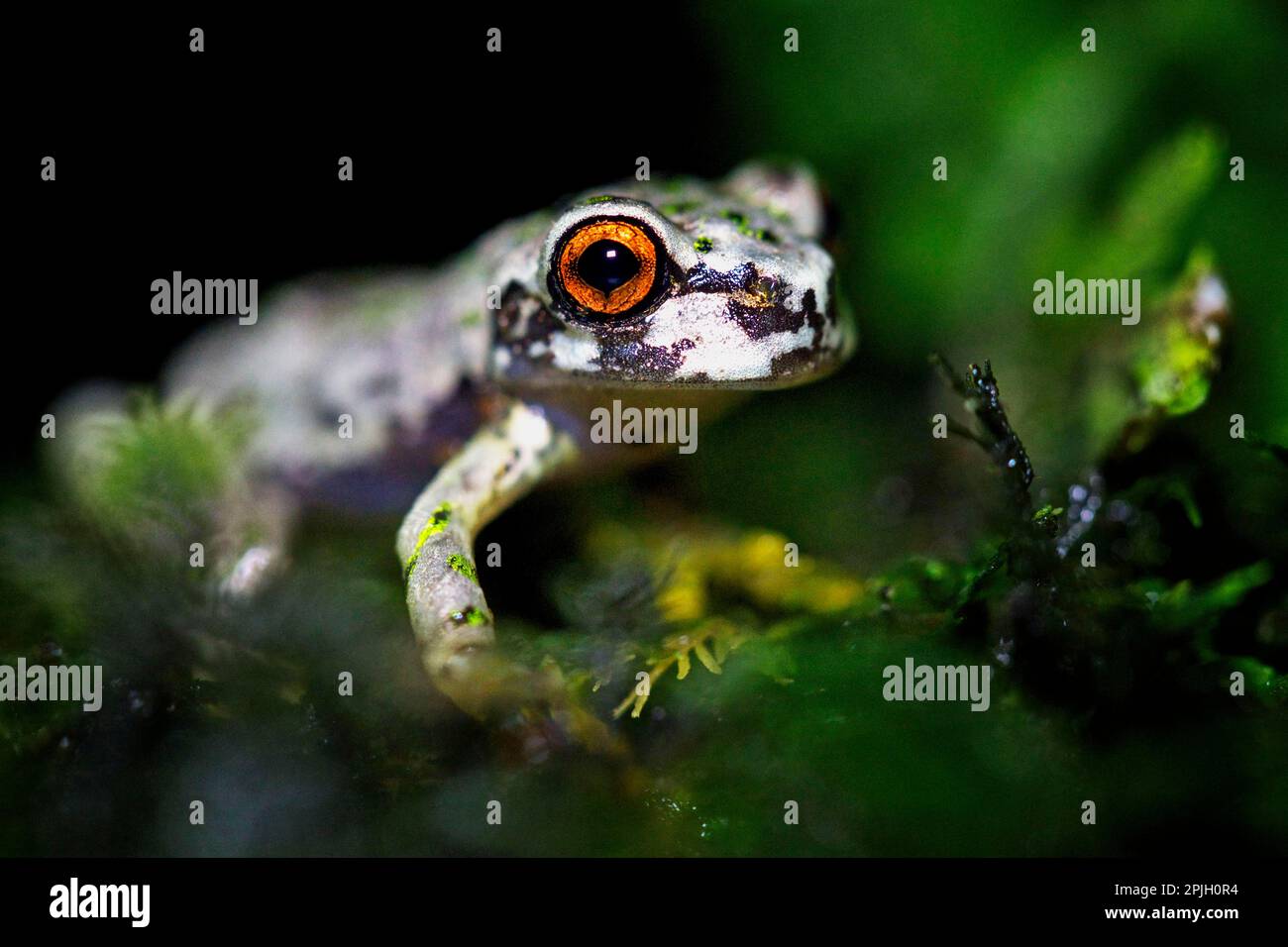 Grenouille d'arbre, grenouilles d'arbre, amphibiens, autres animaux, grenouilles, Animaux, Honduras Grenouille à pédones (Plectrohyla dasypus) adulte, dans une forêt tropicale, Cucuco N. P. Banque D'Images