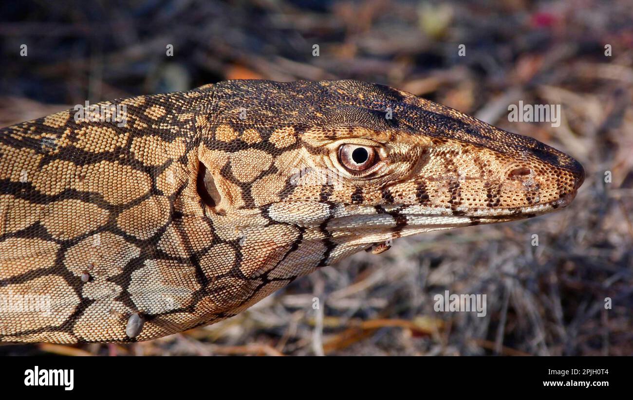 Peau du cou Banque de photographies et d'images à haute résolution - Alamy