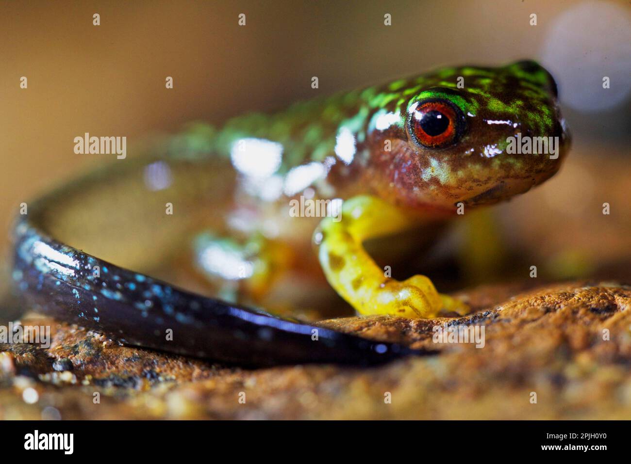 Grenouille d'arbre, grenouilles d'arbre, amphibiens, autres animaux, grenouilles, Animaux, Grenouille de Copan Brook (Duellmanohyla soralia) métamorphosant grenouille avec queue, po Banque D'Images