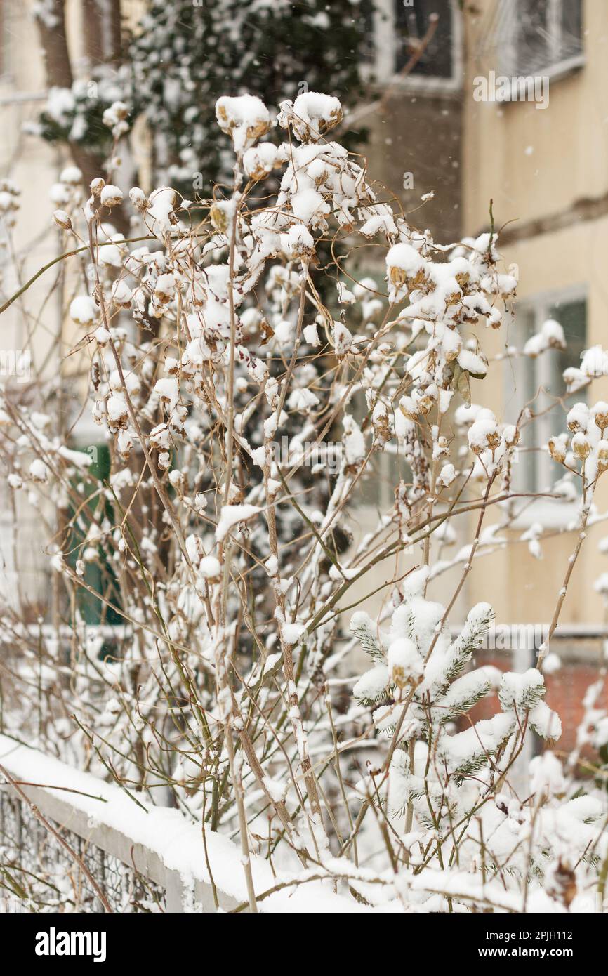 Blizzard et branches de plantes enneigées dans la cour d'une maison Banque D'Images