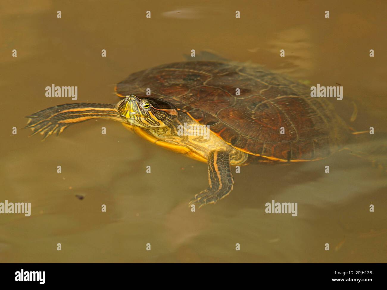 Slider panaméen (Trachemys venusta panamensis) adulte, flottant dans le cours d'eau, chemin Pipeline, Panama Banque D'Images