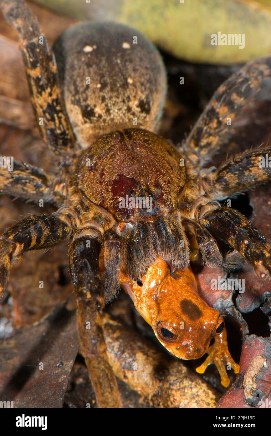 Femelle adulte de l'araignée géante de pêche (Ancylometes rufus) se nourrissant de la proie de la grenouille de Leal (Dendropsophus leali), Los Amigos Biological Banque D'Images