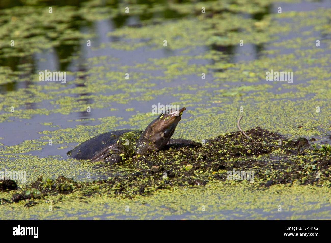 Trionyx ferox, tortue Ã coque molle de Floride, tortues Ã coque molle de Floride, autres animaux, Reptili Banque D'Images