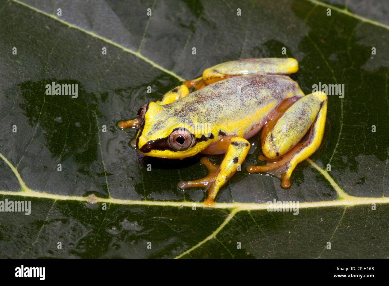 (Heterixalus madagascariensis), cette grenouille change de couleur entre le jour et la nuit Banque D'Images