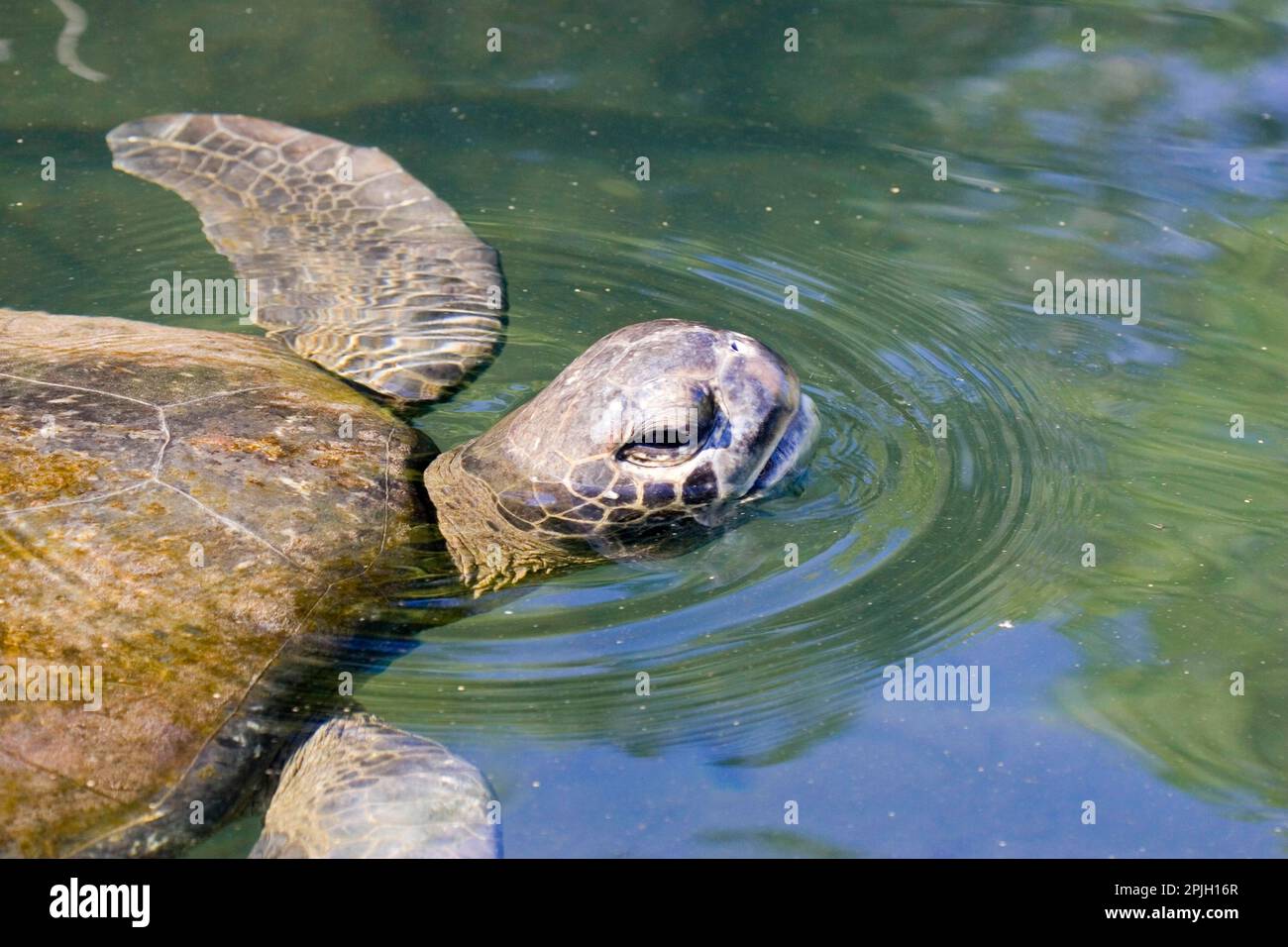 Chelonia mydas agassizi, tortue verte du Pacifique oriental, tortue verte des galapagos (Chelonia mydas agassizii), tortue verte du Pacifique, Pacifique oriental Banque D'Images