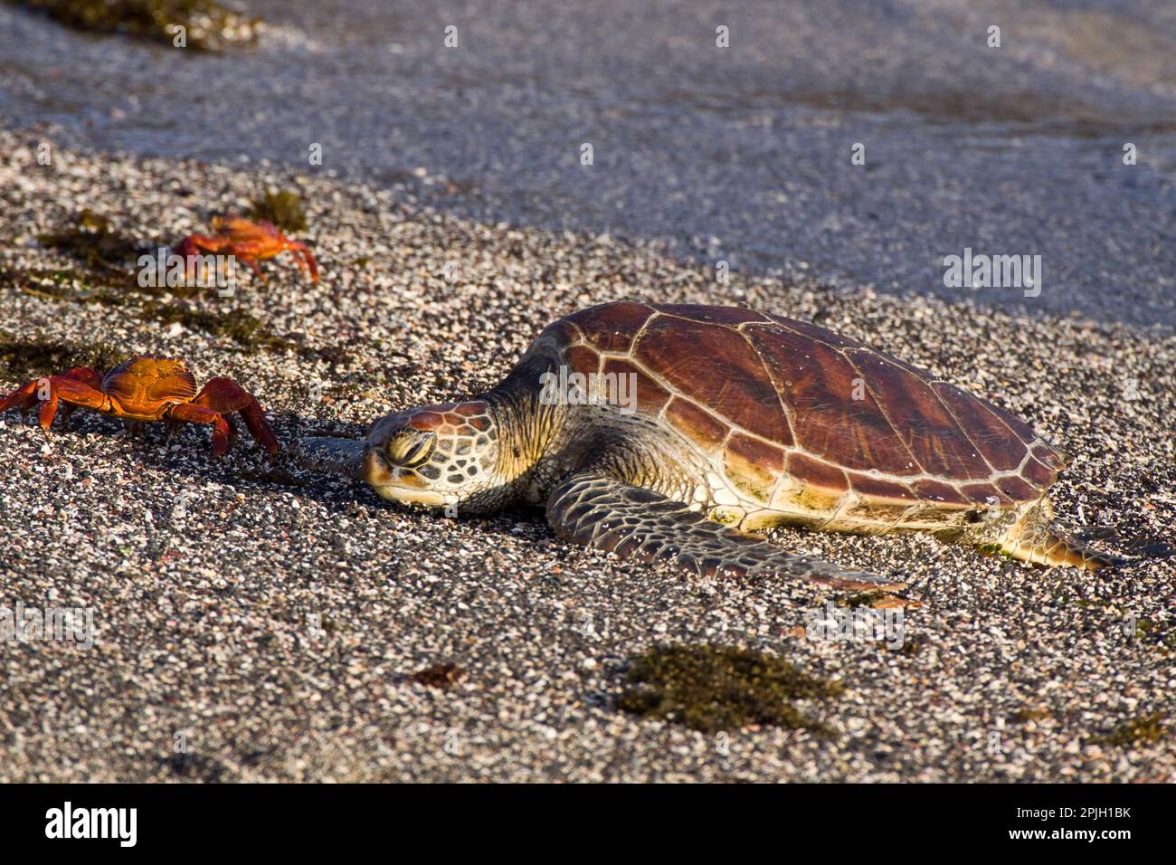 Sally crabe à pieds légers avec tortue verte Galapagos sur la plage de Punta Espinosa, Fernandina Banque D'Images